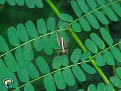 Eneoptera surinamensis