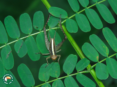 Eneoptera surinamensis
