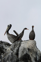 Poikilocarbo gaimardi