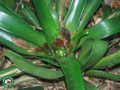 Neoregelia