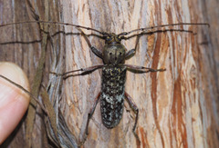 Phacodes