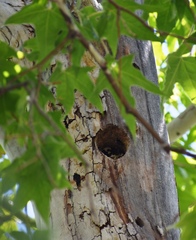 Micrathene whitneyi