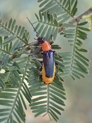 Chauliognathus tricolor