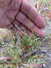 Pectocarya linearis ferocula