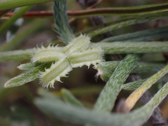 Pectocarya linearis ferocula