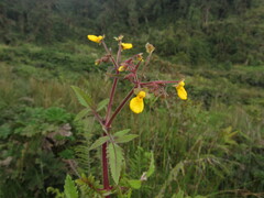 Calceolaria mexicana