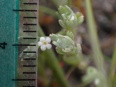 Pectocarya linearis ferocula