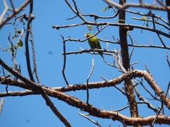 Brotogeris jugularis