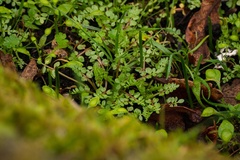 Limnanthes macounii