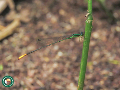 Telagrion longum