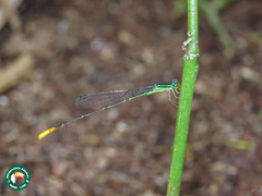 Telagrion longum
