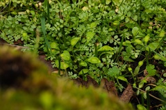 Limnanthes macounii