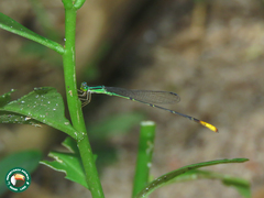 Telagrion longum
