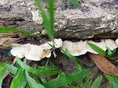 Earliella