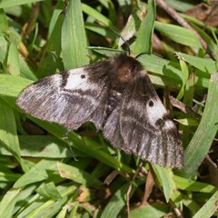 Nataxa flavescens