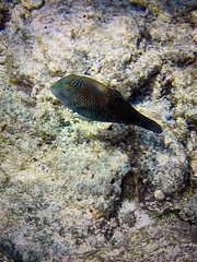 Canthigaster amboinensis