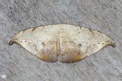 Oxydia platypterata