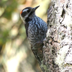 Dryobates stricklandi