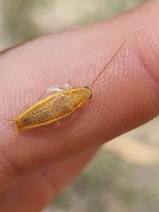 Pseudophyllodromiinae