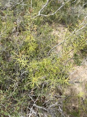 Persoonia juniperina