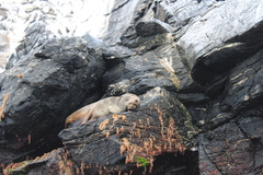 Arctocephalus australis