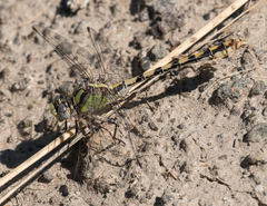 Ophiogomphus occidentis