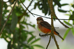 Pyrocephalus rubinus