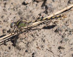 Ophiogomphus occidentis
