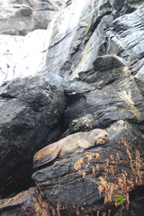 Arctocephalus australis