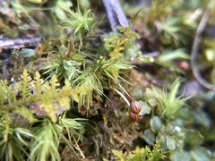 Bartramia pomiformis