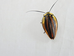 Rochaina phalerata