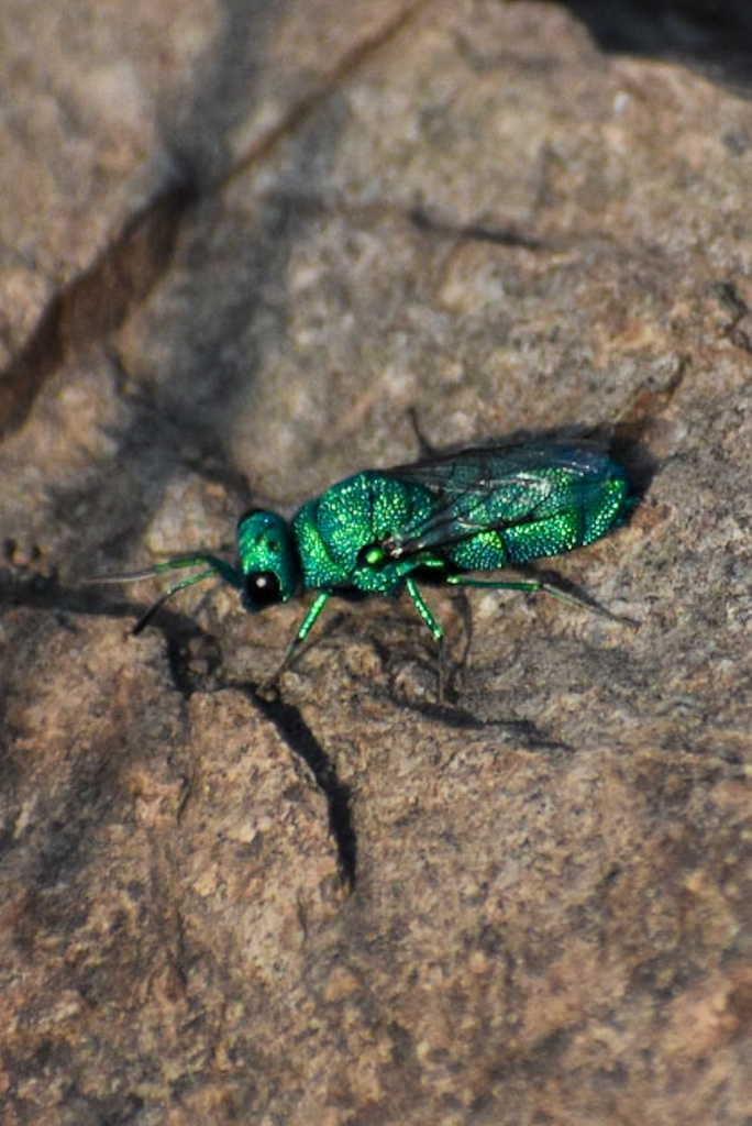 Chrysis chilensis