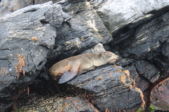 Arctocephalus australis