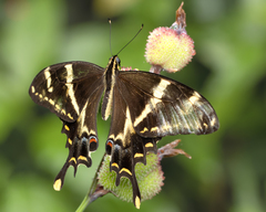 Heraclides machaonides