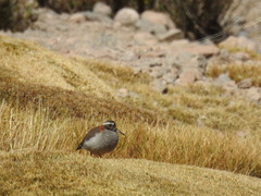 Phegornis mitchellii