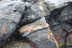 Arctocephalus australis