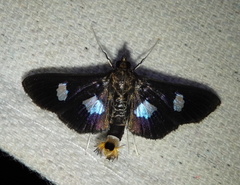 Diaphania exclusalis