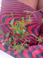 Pereskia aculeata