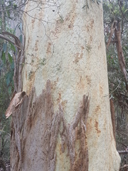 Eucalyptus racemosa