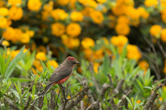 Pyrocephalus rubinus