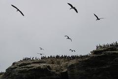 Leucocarbo bougainvillii