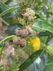 Glochidion sumatranum