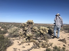 Cylindropuntia bigelovii
