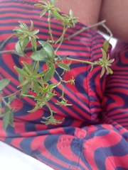 Pereskia aculeata