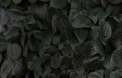 Fittonia albivenis