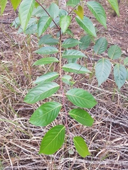 Glochidion sumatranum