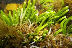 Caulerpa brownii