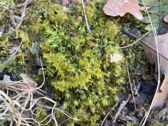 Bartramia pomiformis