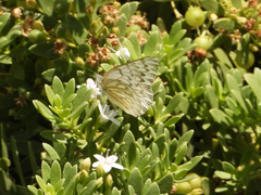 Tatochila