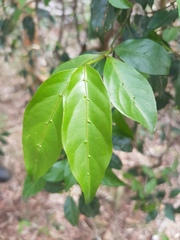 Gynochthodes jasminoides